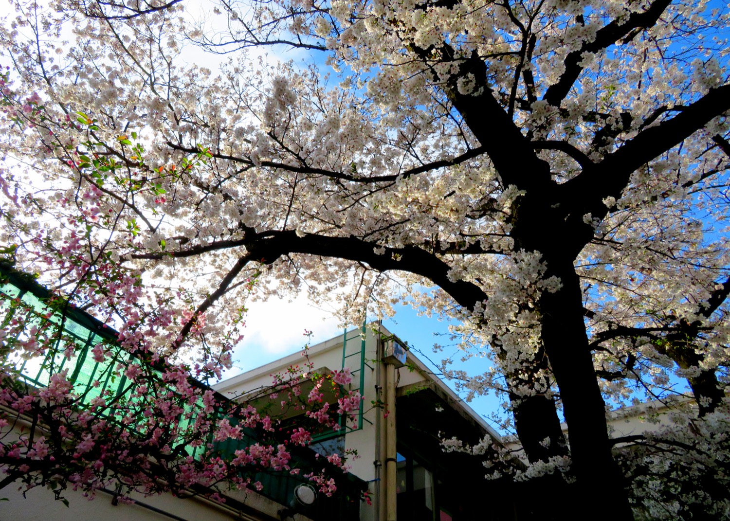 桜が咲く園庭の風景