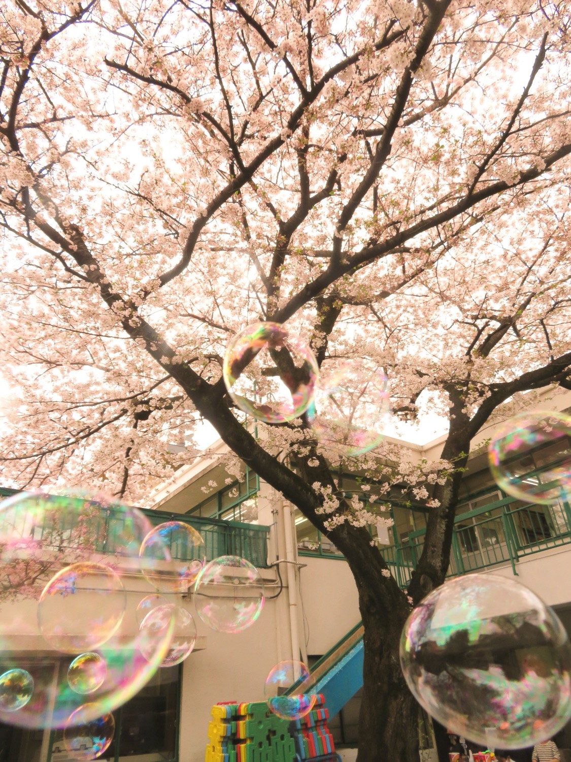 桜としゃぼん玉であそぶ子どもたち