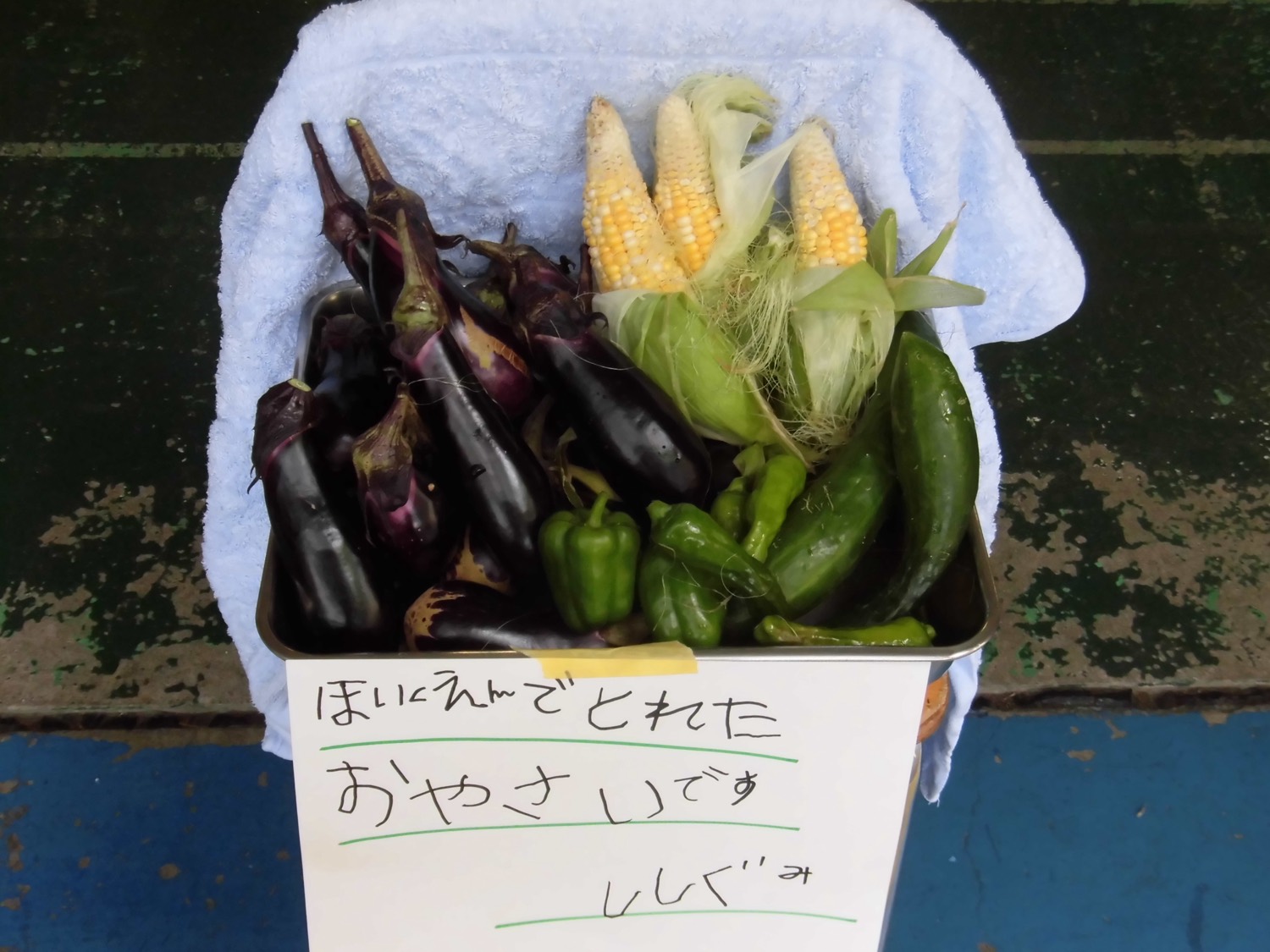 畑で収穫した野菜